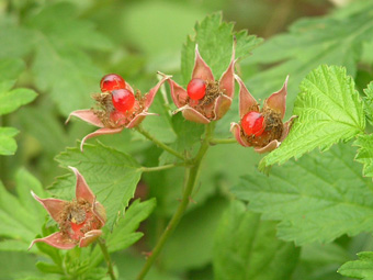 ナワシロイチゴ3