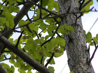 イチョウ1