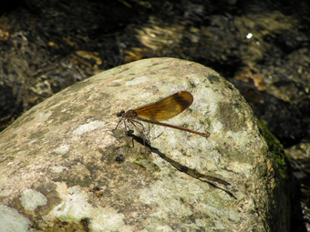 ミヤマカワトンボ1