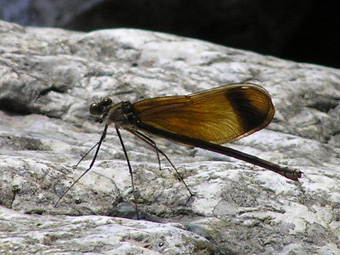 ミヤマカワトンボ2