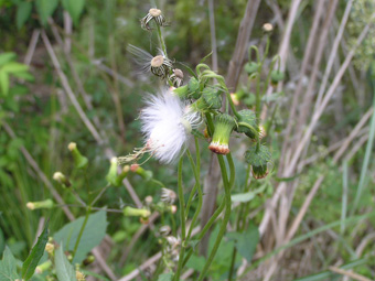 ベニバナボロギク