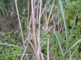 ナガコガネグモ1