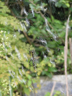 ナガコガネグモ2