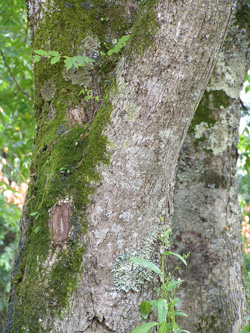 オオモクゲンジ1