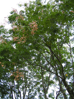 オオモクゲンジ2