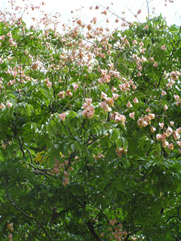 オオモクゲンジ3