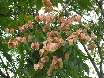 オオモクゲンジ4