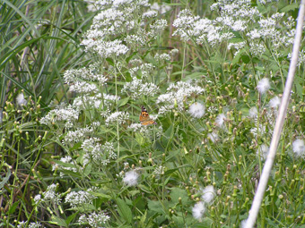 ヒヨドリバナとヒメアカタテハ1