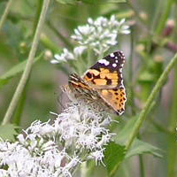 ヒヨドリバナとヒメアカタテハ1